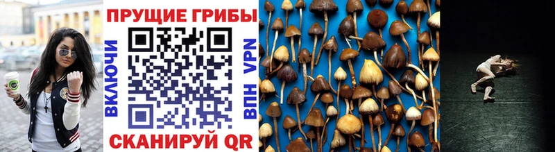 Псилоцибиновые грибы Cubensis  где купить   Чапаевск 